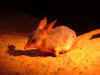 bilby.JPG (63321 bytes)